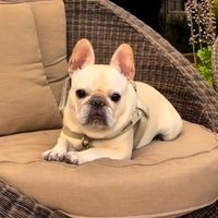 Frenchie Contend 🇺🇸(@frenchiecontend) 's Twitter Profile Photo