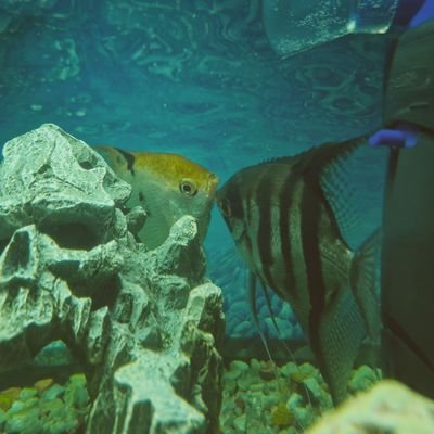 LottieGlasgow's profile picture. 🏴󠁧󠁢󠁳󠁣󠁴󠁿🏳️‍🌈Emz 💞