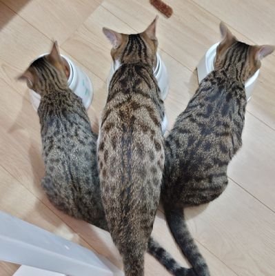 2023.4月生まれの猫の三兄妹🍡、
ふう(キジトラ♀)
・らい(キジトラ♂)
・ぼん(キジ白♂)
の写真をひたすらアップしています。19匹(?!)の異母兄弟の中から、同腹の仲良し三兄妹をまるっと譲ってもらいました。幸せな猫が増えますように。
猫好きさんと繋がっていきたいので無言フォロー失礼します！