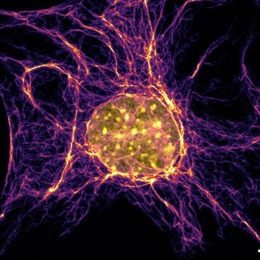 SchaedelLab's profile picture. 