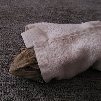 _sitheach_'s profile picture. some silly person, 22 years old, and magikarp is best pokemon, change my mind