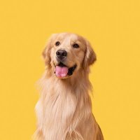 Golden Retriever Official (@goldnretr_iever) 's Twitter Profile Photo Golden Retriever Official (@goldnretr_iever) 's Twitter Profile Photo