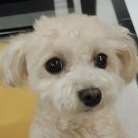 Yuxin Jiang (@jyuxinn) 's Twitter Profile Photo