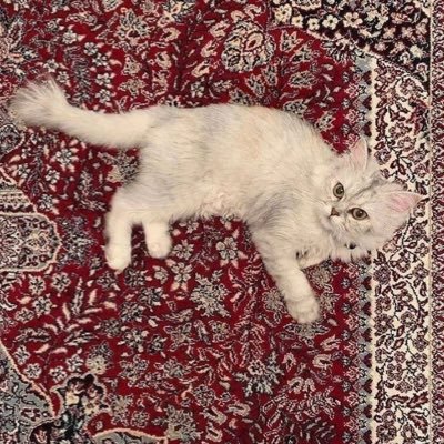 ahd_4x's profile picture. 👩🏻‍💻💗🇸🇦