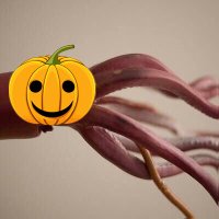 extremely squid (@extremelysquid) 's Twitter Profile Photo extremely squid (@extremelysquid) 's Twitter Profile Photo