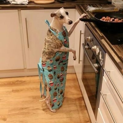 yorsvoices's profile picture. 