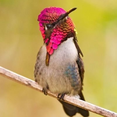 👉Welcome to @hummingbirdclub
🐦We share daily #Hummingbird Contents
✨Follow us if you really love Hummingbird😍