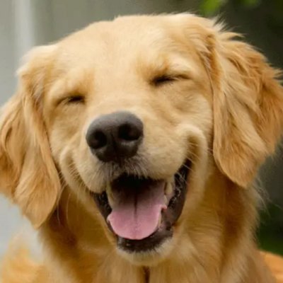 follow us for your daily dose of animals content • dm for credit or removal.
