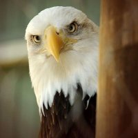 ÁGUIA DOURADA (@freitasmartelo) 's Twitter Profile