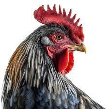 To Highlight The History and Majesty of Chickens  
Take a Look | Join The Flock | Yours Truly - Flock Daddy