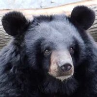 第二の角さん_QAJF (@kaku_san_2) 's Twitter Profile Photo 第二の角さん_QAJF (@kaku_san_2) 's Twitter Profile Photo