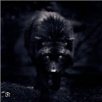 I_the_black_wolf(@theuA01) 's Twitter Profile Photo