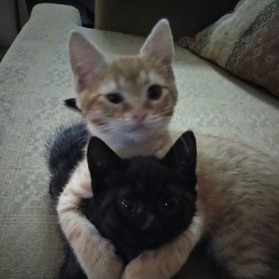 slu_maruko's profile picture. jaemin, nomin, cat & tulus song's addict.