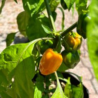 Sauce Gardener (@jetsman7) 's Twitter Profile