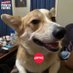 Emrys The Corgi : AMC 🦍🦍 / Degenerate 🩳🏴☠️☠ (@pchan424) Twitter profile photo Emrys The Corgi : AMC 🦍🦍 / Degenerate 🩳🏴☠️☠ (@pchan424) Twitter profile photo