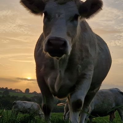 Owner of Breffni Charolais Herd.