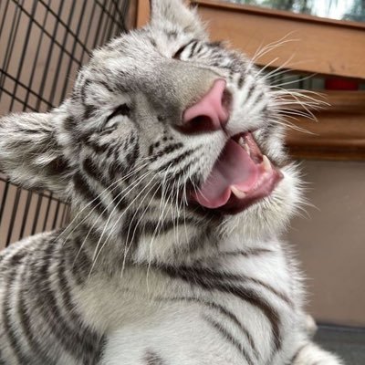 nicotine's profile picture. 