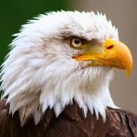 Eagle eyes(@ndigwe_ugochi) 's Twitter Profile Photo
