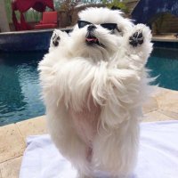 ぴち (@pichi_wei) 's Twitter Profile Photo