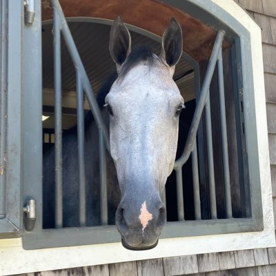 NIndigo20's profile picture. Non-binary // They/them || Call of Duty (SoapGhost 💀🧼) Hell || Also an equestrian