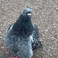 はとさん🐦雑垢（十二国記に絶叫中） (@naruhato) Twitter profile photo