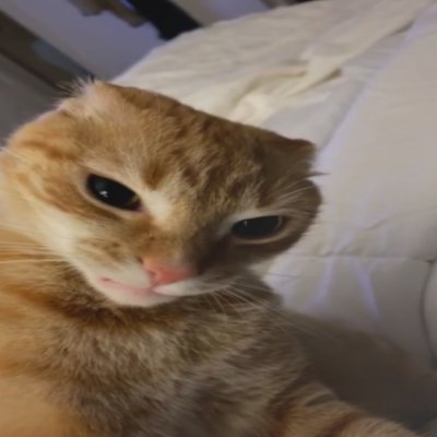 Penguin38763517's profile picture. 