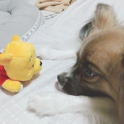 1113kuru's profile picture. 🐶パピヨン小町(こまち)♀2017.7.20🎂
🐶先代パピヨンくるみ♀2017.8.29🌈
⚾🦁西武ライオンズ#16#19推し💕TUBE 嵐💜
👏