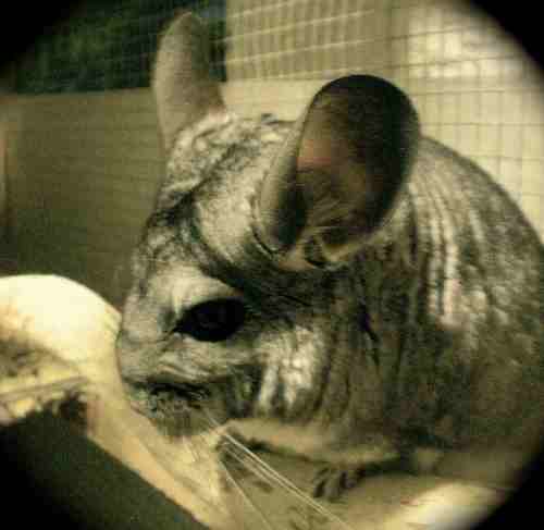This is the TwitterAccount to http://t.co/3gnAk1VC68 My YoutubeChannel from my Cute Chinchillas Mandy And Dori ;)