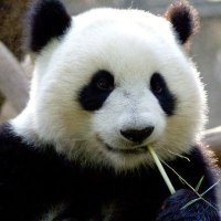 何以中国(互fo) (@zhulin968) 's Twitter Profile Photo 何以中国(互fo) (@zhulin968) 's Twitter Profile Photo