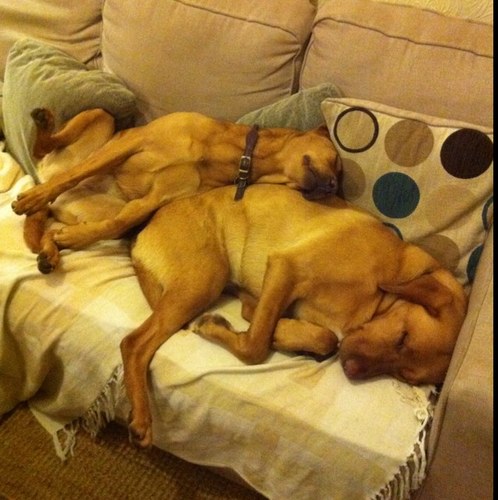 BitchPitBitches's profile picture. Lazy Maisie & Elsa McSmellsa Donaldson; 2 Fox Red Labradors who live at The Bitch Pit