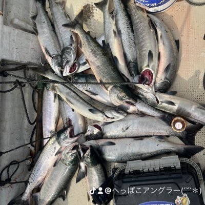 自由気ままに釣りするおっさん(๑´ㅂ`๑)笑笑