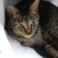 キジトラ (@vjot5eet6j81208) 's Twitter Profile