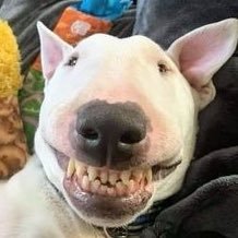 22_7770's profile picture. 총력을 다해서 덕질해라