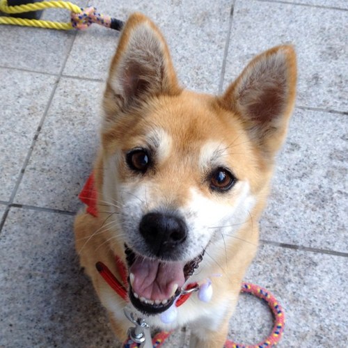 asamond's profile picture. 日常の気になることを気ままにつぶやく