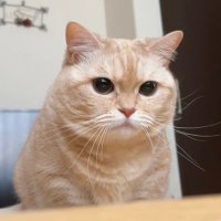 短足マンチカンのみるく🐾 (@hnn1eyyxsxboqvu) Twitter profile photo