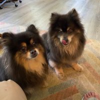Diane Miklasiewicz (@kodi4momma) 's Twitter Profile Photo Diane Miklasiewicz (@kodi4momma) 's Twitter Profile Photo
