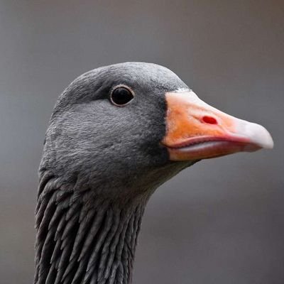 MisterGoose