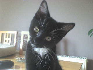 I'm a boy cat, well at least I think I am.  My mum keeps saying I'm a good boy.