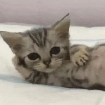 Eviegeline's profile picture. big fucking fan of taylor swift and fonda lee