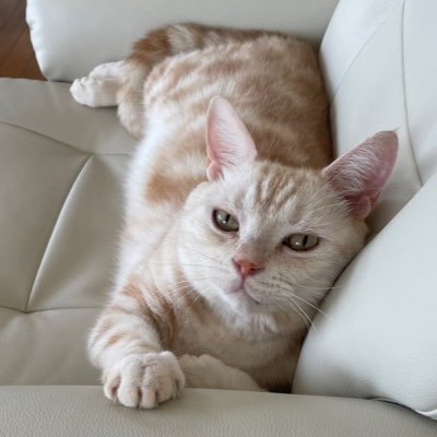 アメショのテオ 男の子5さい🐱💕 のんびり屋で臆病なテオくんです😊 無言フォロー失礼します #猫 #猫のいる幸せ #猫好きさんと繋がりたい