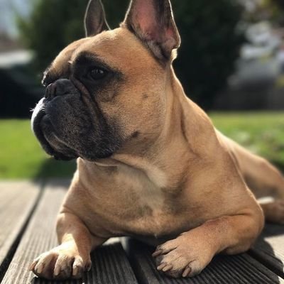 Welcome to @frenchbulldog72 🐕 
We share daily #frenchbulldog Contents🐕  Follow us if you really love French Bulldog  🐕