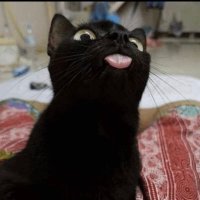 dylan (@zfr1x) 's Twitter Profile