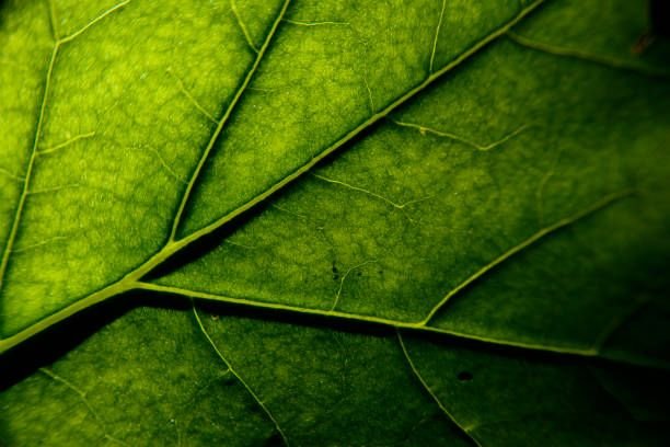 Geoffre75336910's profile picture. Share stocks and cryptocurrencies info 🎁Daily profit sharing plan. Please click the link👉https://t.co/oC2eB3Fdbp