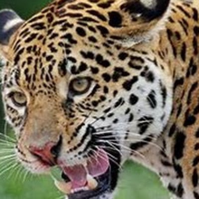 WARLORD1216424's profile picture. I'm an editor.I like playing Video games.I enjoy,music & Movies.I use a DJ like asthetic for some of My Videos.