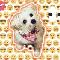 🐶シフォン=ディカプリオ🐶 (@chiffon521) 's Twitter Profile