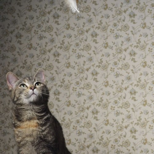 svetlanaleon's profile picture. 