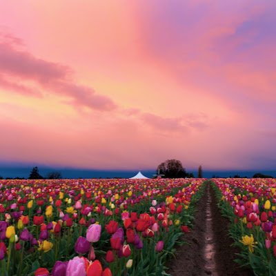 vinanthis's profile picture. 