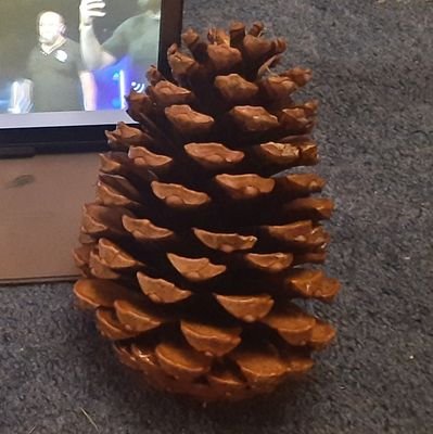 Just a pinecone loving life
