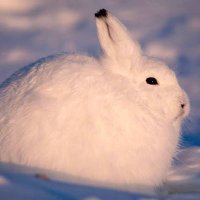 レア様 (@turatura1220) 's Twitter Profile Photo