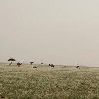 عبدالهادي الخنفري (@ooxccx) 's Twitter Profile